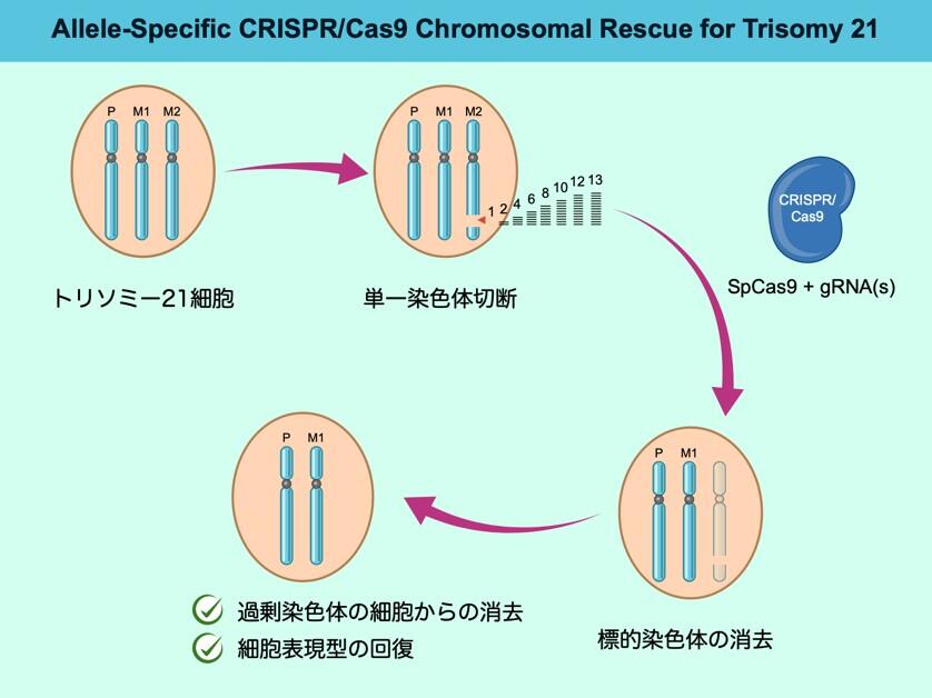 Innovative Approach Developed for Removing Extra Chromosome 21 in Cells from Individuals with Down Syndrome Using CRISPR-Cas9 Genome Editing Technology