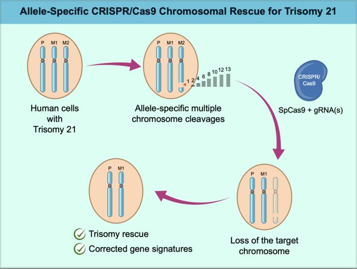 Innovative Approach Developed for Removing Extra Chromosome 21 in Cells from Individuals with Down Syndrome Using CRISPR-Cas9 Genome Editing Technology